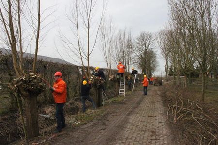 SGP-Reimerswaal helpt wilgen knotten