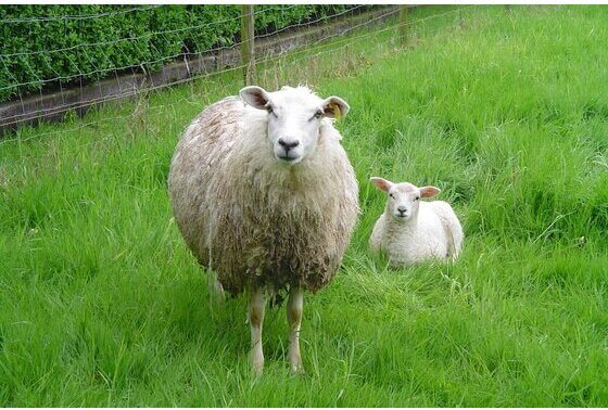 Schapen inzetten voor grasbeheer