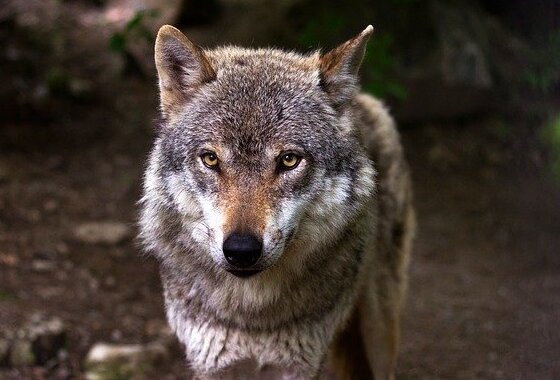 SGP Overijssel stelt vragen over de wolf