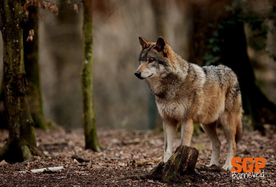 RAADSVERGADERING | Motie over wolf