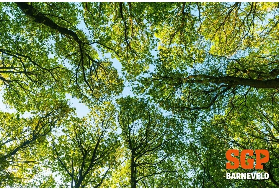 RAADSVERGADERING | Herplant van 333 bomen