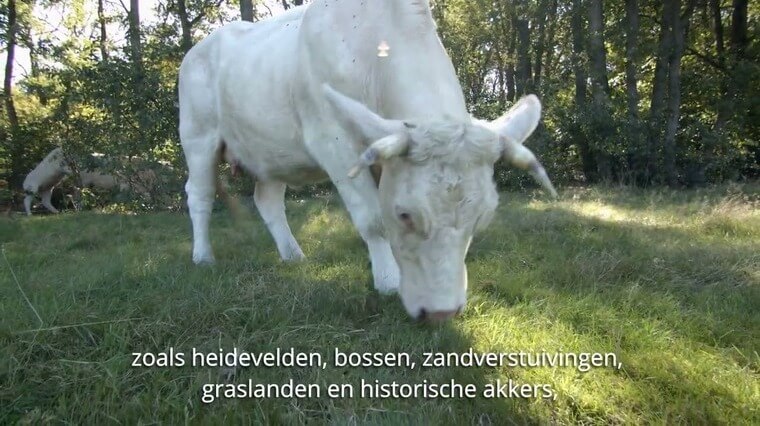 GNR: koester ons groene thuis