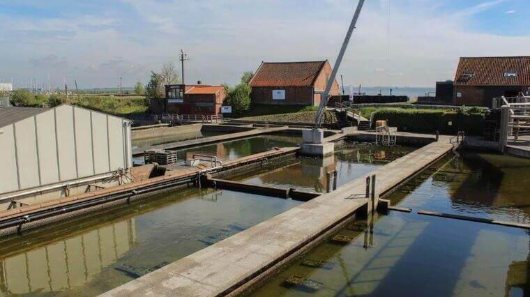 Ruimte voor oesterkweek op tafels